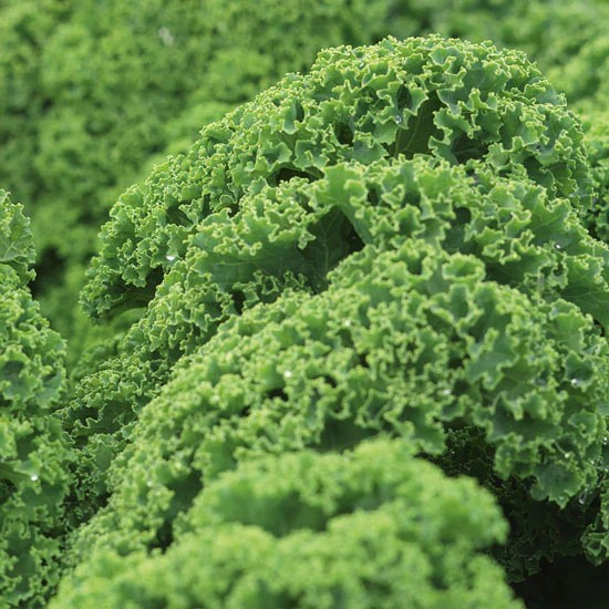 Kale - Prizm