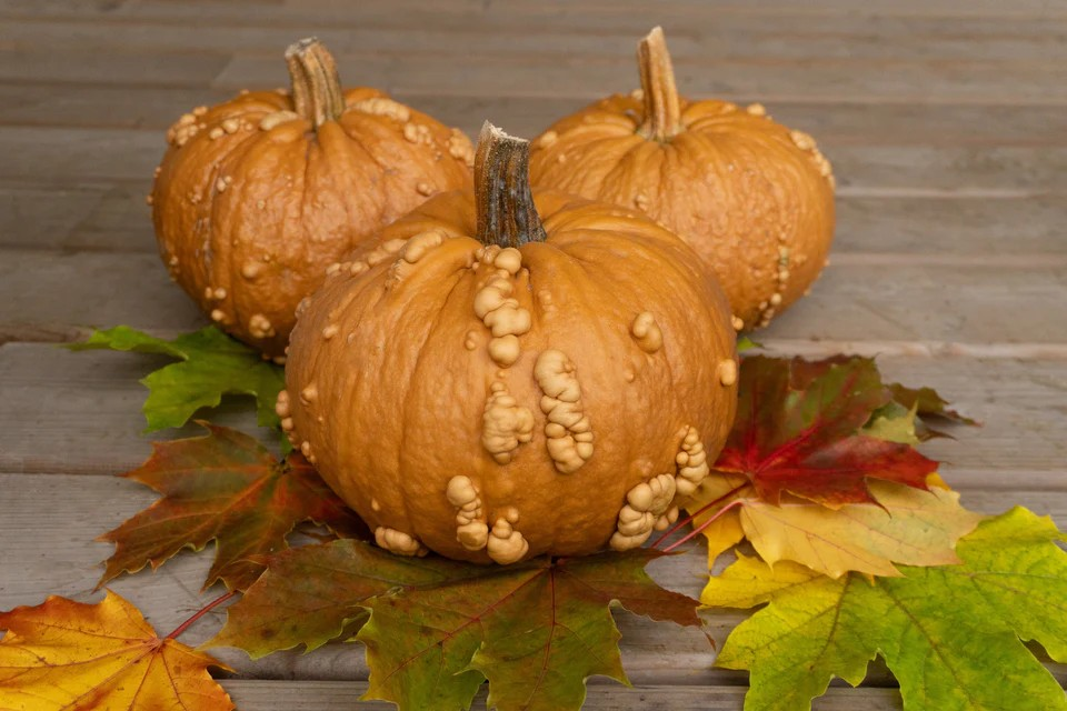 Pumpkins - Grizzly Bear F1