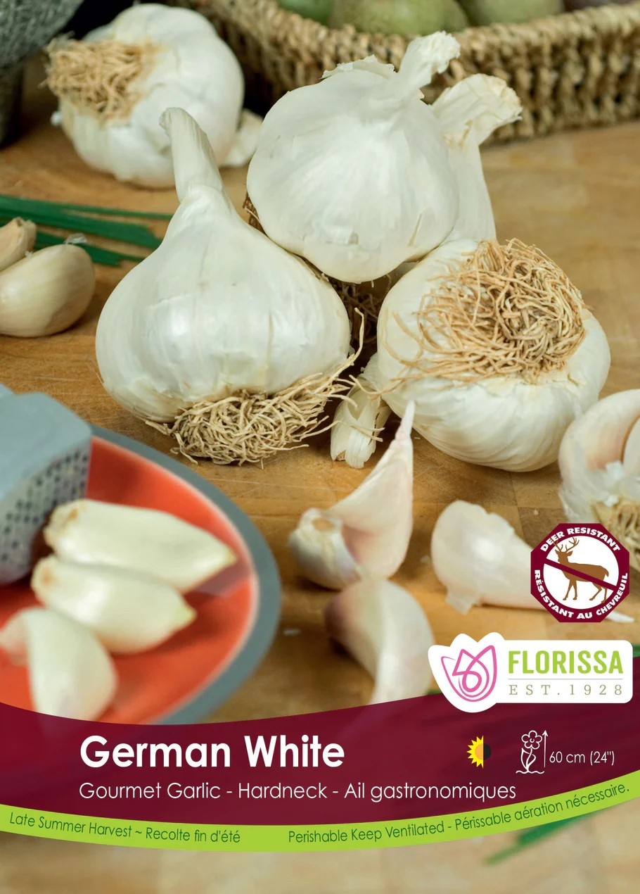 Garlic