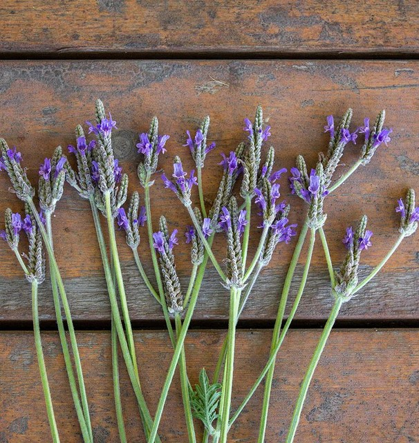 Lavender - Spanish Eyes Seeds