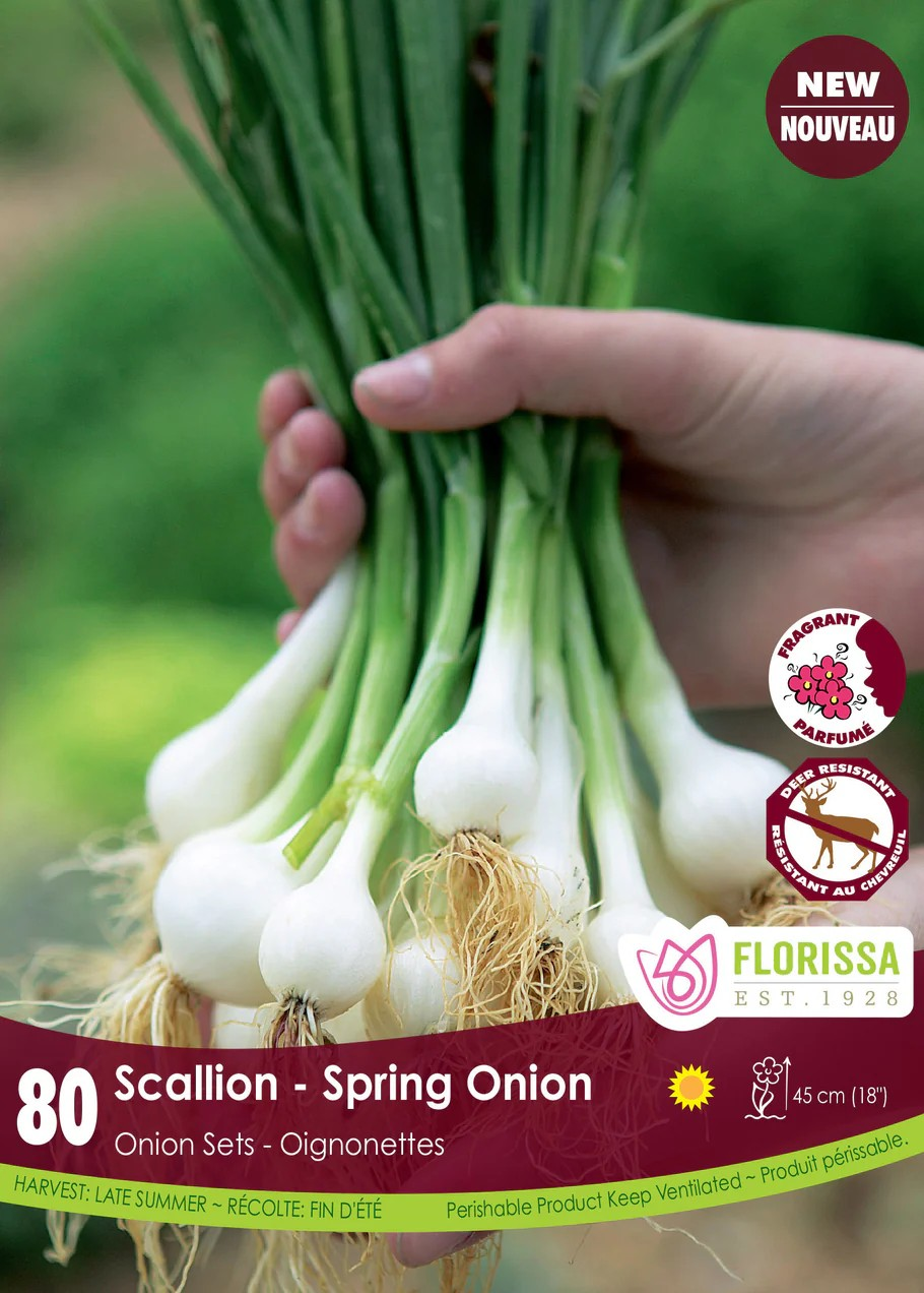Pkg.80 ONION Green - Scallion