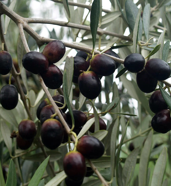 Olea europa 'Leccino'