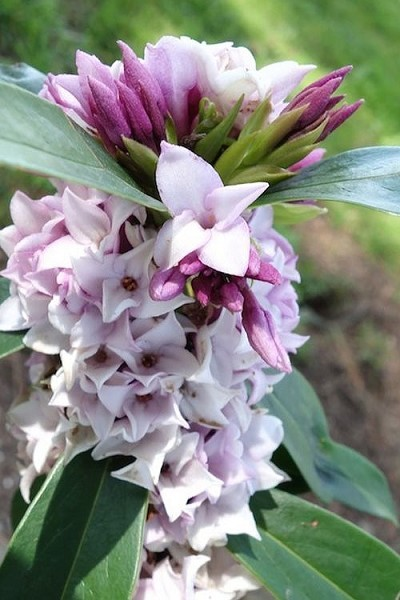 Daphne 'Perfume Princess Pink'