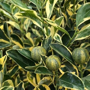 Citrus madurensis 'variegated'