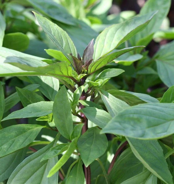 Basil - Siam Queen