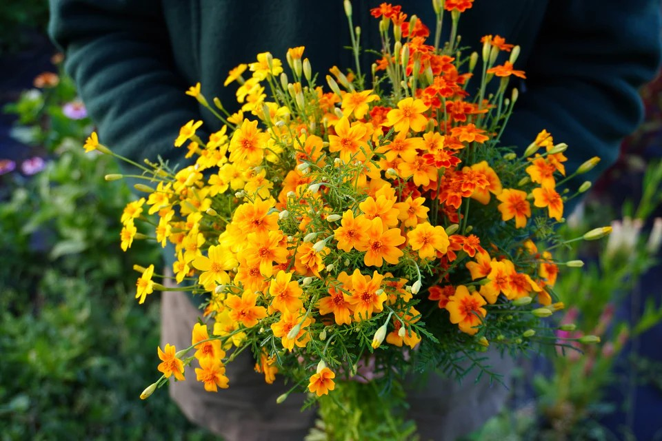 Marigolds - Starfire Mix