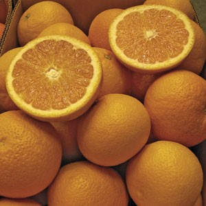 Citrus reticulata 'Kiyomi Tangor'
