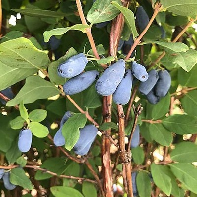 Lonicera caerulea 'Blue Banana' & 'Boreal Blizzard' Pair