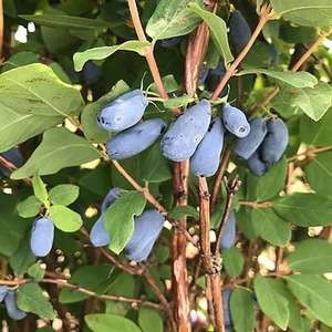 Lonicera caerulea 'Blue Banana' & 'Boreal Blizzard' Pair