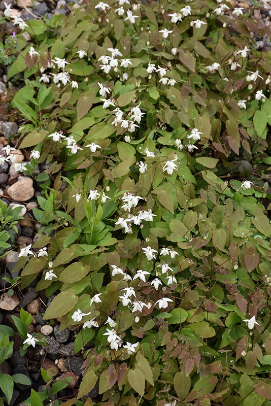 Epimedium 'Niveum'