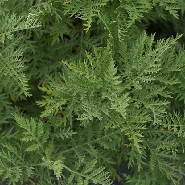 Artemesia gmelinii