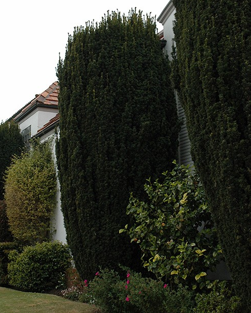 Taxus fastigiata 'Robusta'