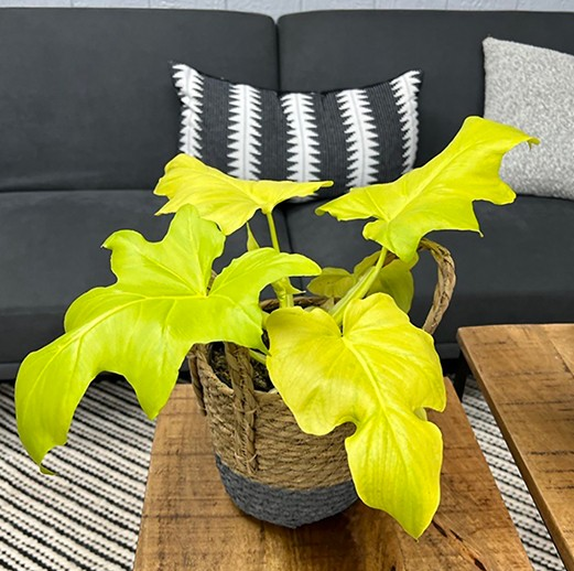 その他観葉植物 Philodendron warscewiczii Variegata Philodendron Warscewiczii Tissue Culture- Elves Garden