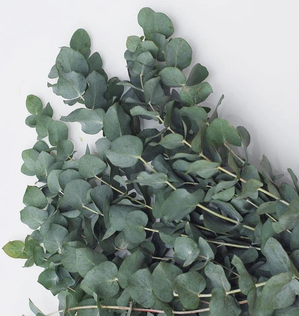 Eucalyptus - Silver Dollar Tree