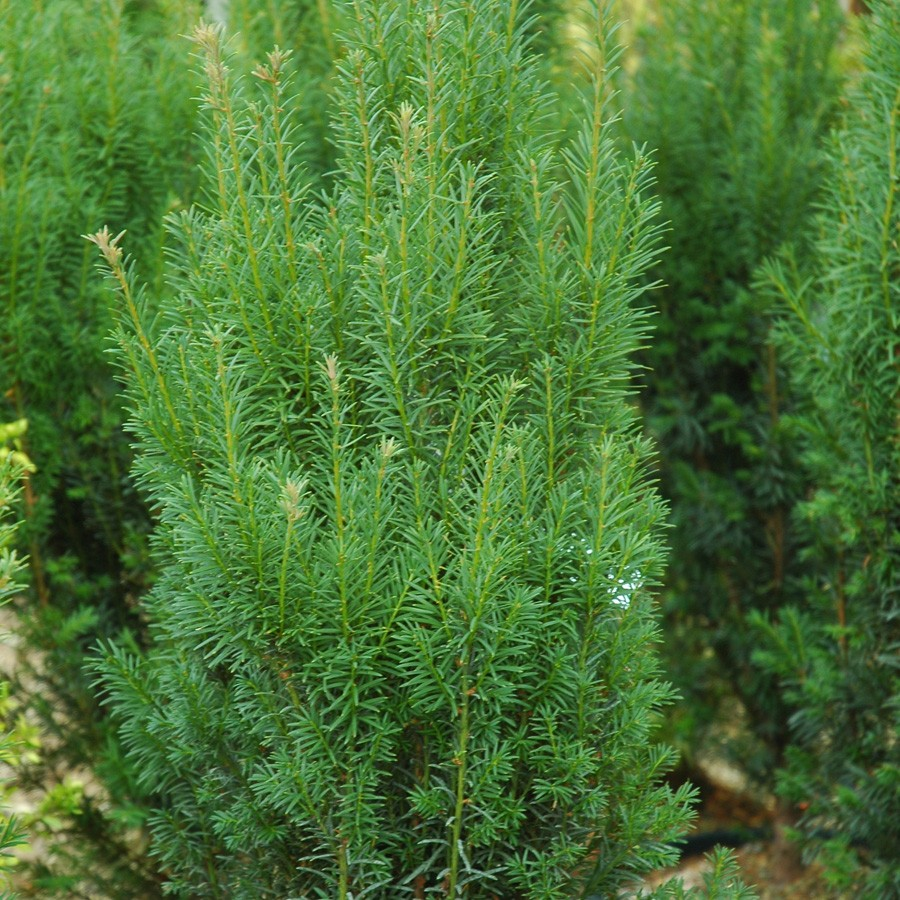 Taxus media 'Rising Star'