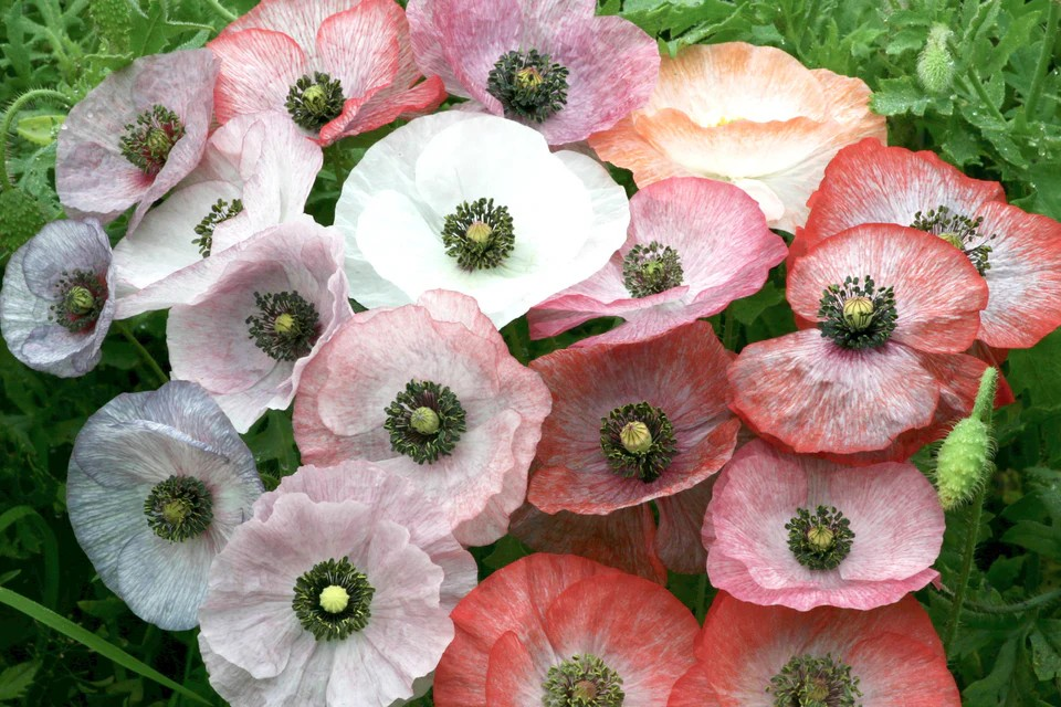 Poppies - Mother of Pearl