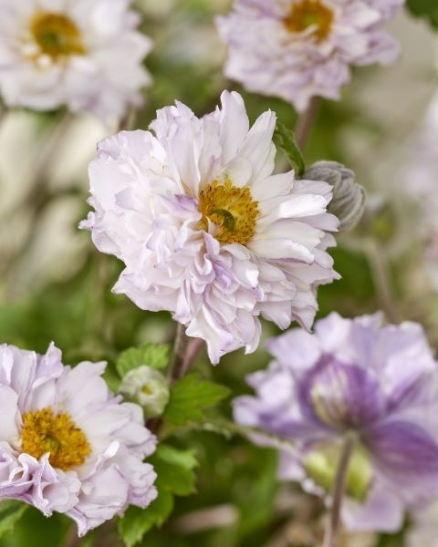 Anomone 'Frilly Knickers'