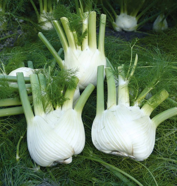Fennel - Preludio F1 Organic