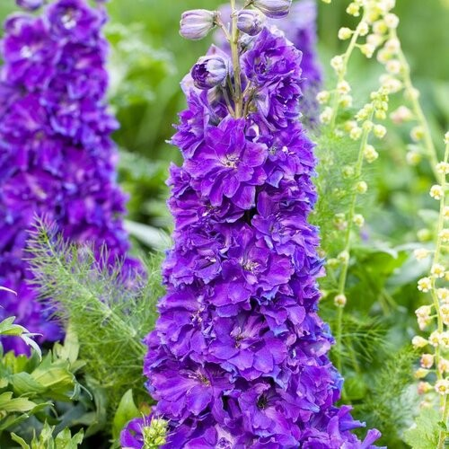 Delphinium 'Delgenius Kingsley'
