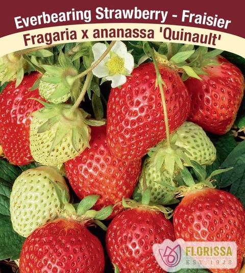 STRAWBERRY Seascape