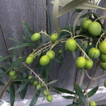 Olea europea 'Harvest Joy'