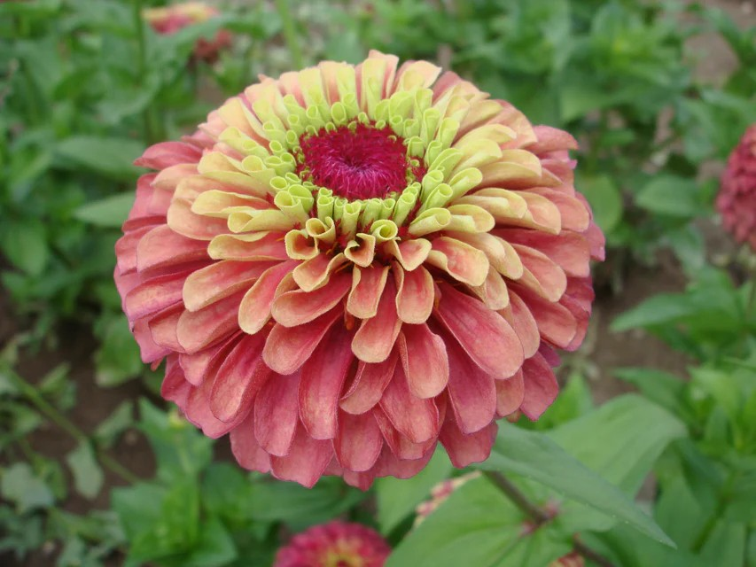 Zinnia - Queeny Lime Red