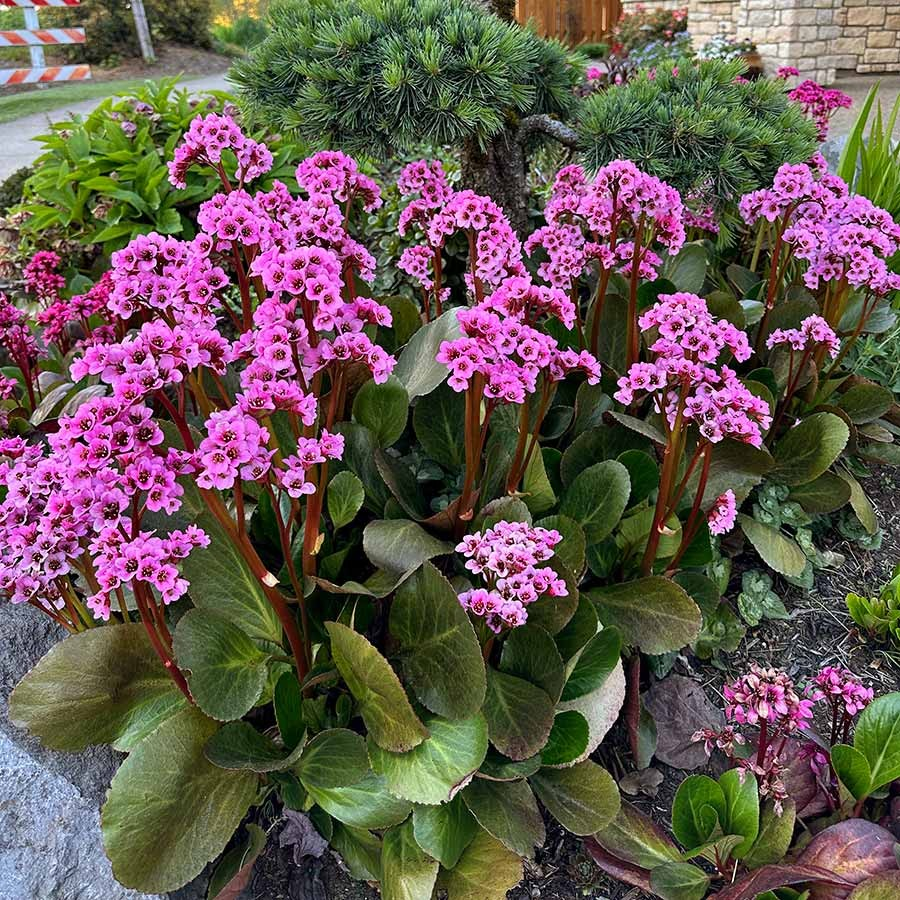 Bergenia 'Vintage Blush'