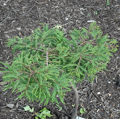 Taxodium distichum 'Secrest'