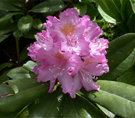 Rhododendron 'Ponticum Purple'