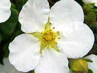 Potentilla fruticosa 'Mount Everest'