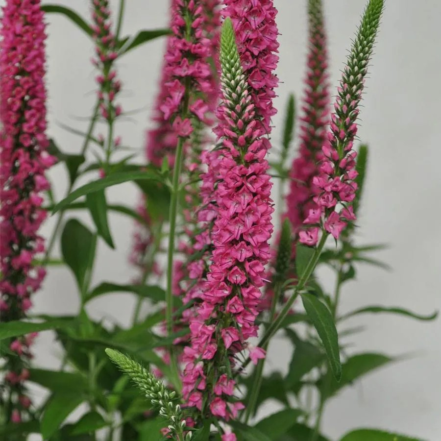 Veronica 'Vernique Raspberry'