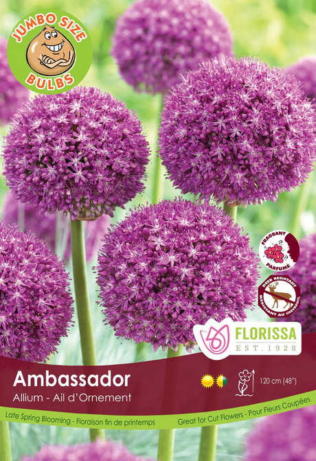 Allium 'Ambassador'