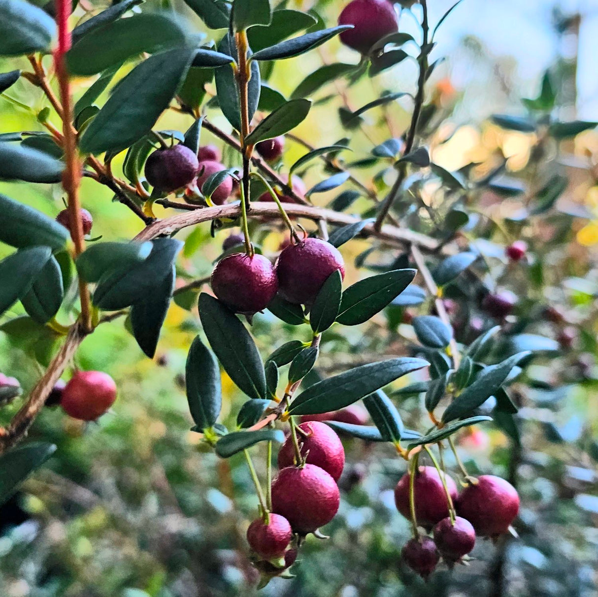 Guava-Ugni molinae 'Villarica Strawberry'