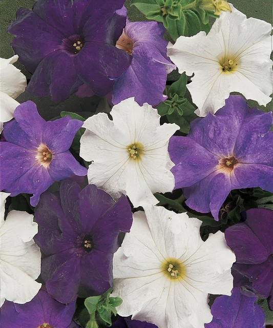 Petunias - Dreams Waterfall Mix Pelleted