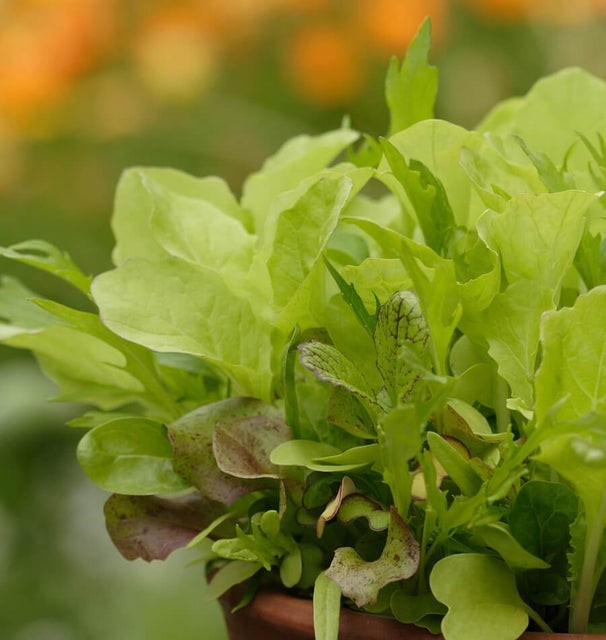 Salad Blend - Saladini Blend