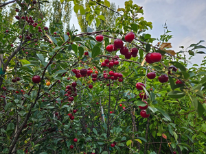 Prunus x kerrasis 'Romeo' & 'Juliet' Pair