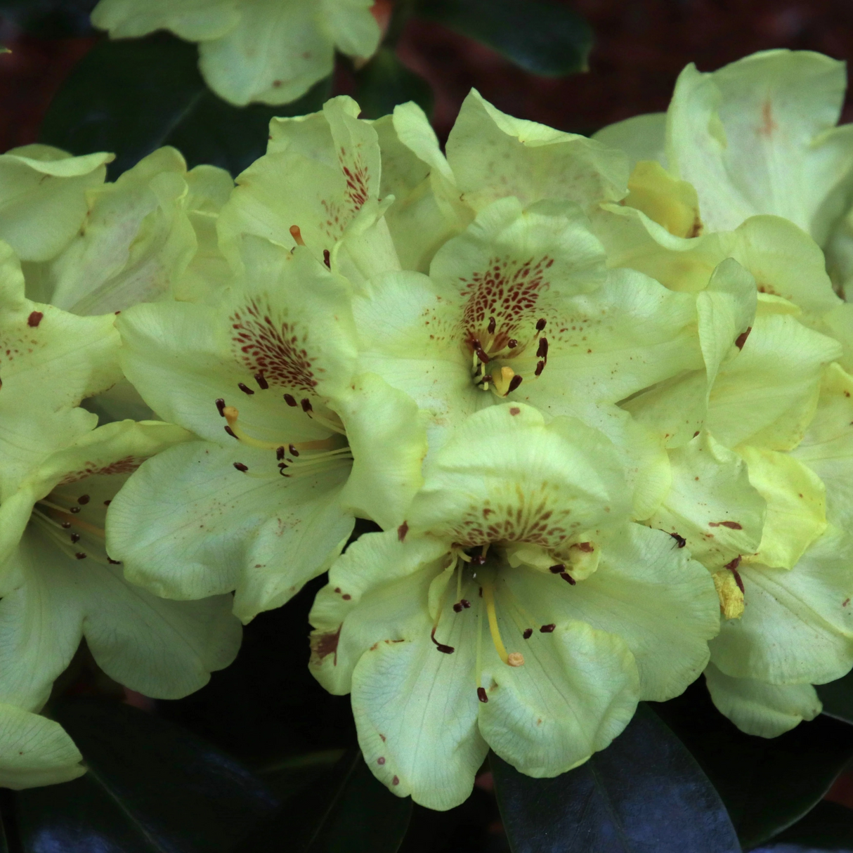Rhododendron 'Gold Prinz'