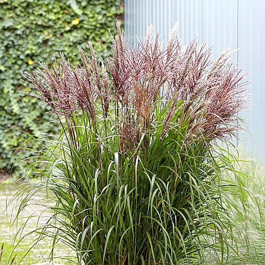 Miscanthus sinensis 'Volcano'