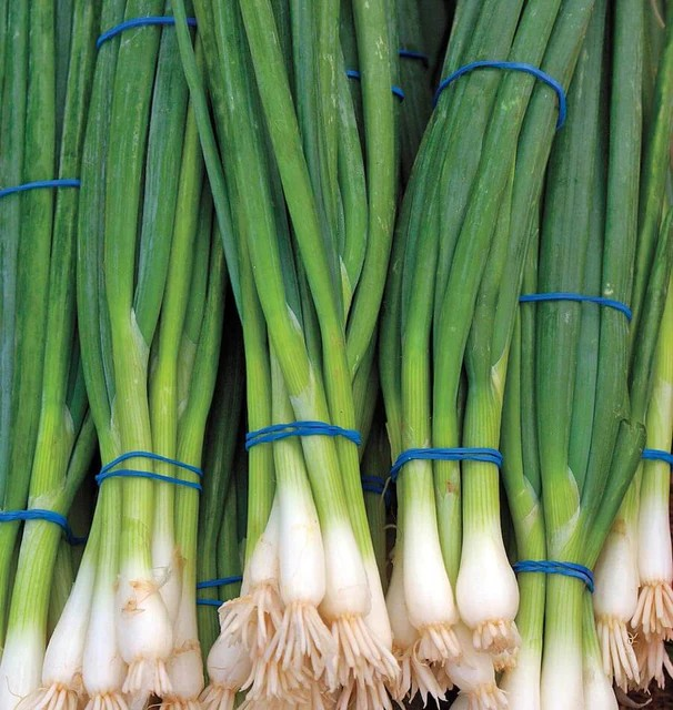 Onions - Ramrod