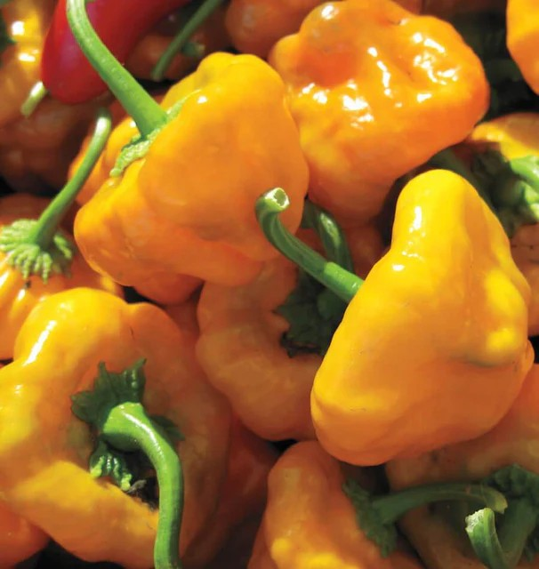 Peppers - Scotch Bonnet