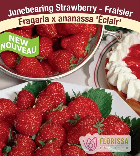 STRAWBERRY Eclair
