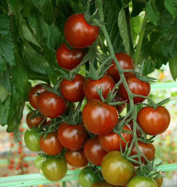 Tomatoes - SunChocola F1