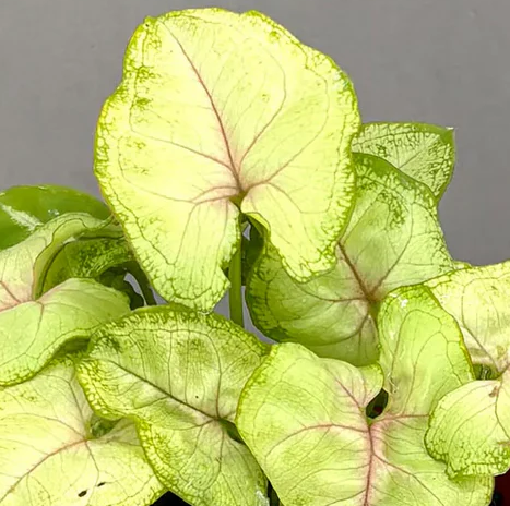 Syngonium 'Chiffon Allusion'