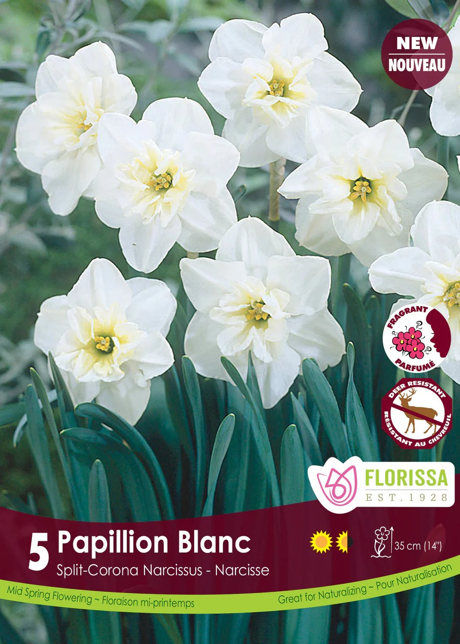 Narcissus 'Papillion Blanc'