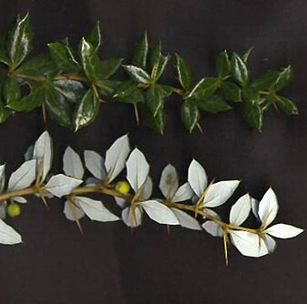 Berberis verruculosa