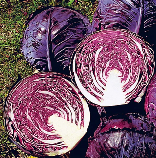 Cabbage - Ruby Perfection F1