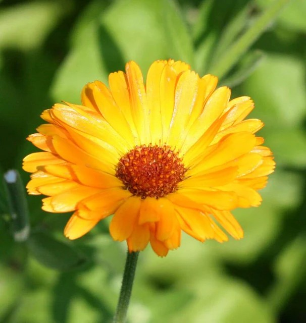 Calendula - Single Orange