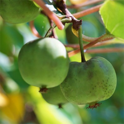 Actinidia arguta 'Chang Bal 5'