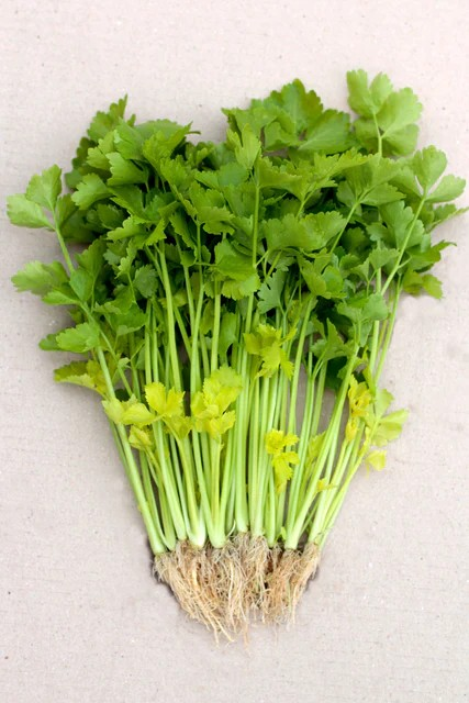 Celery - Chinese Yellow Stem