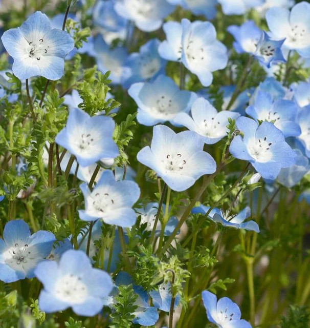 Nemophila - Baby Blue-Eyes